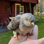 Käki alkoi virkustumaan pian Ollanketojen pelastettua sen roskasäiliön takaa ja munimisen jälkeen se lennähti pihan pihlajaan. Kuva: Helana Ollanketo.