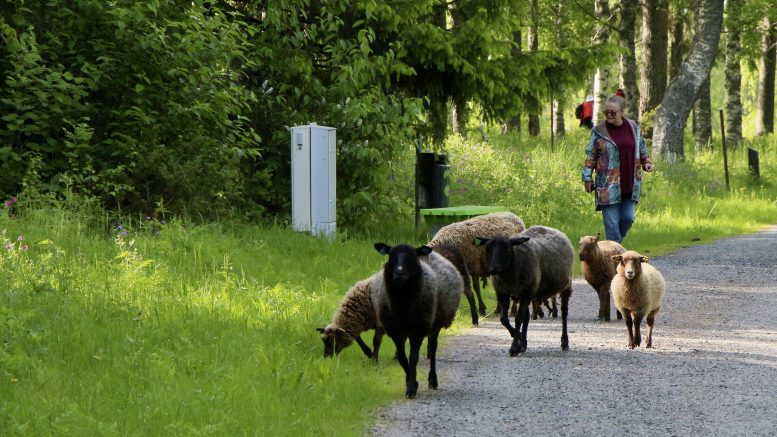 Iin Ympäristötaidepuistossa voi kesän aikana törmätä alueella laiduntaviin lampaisiin ja karitsoihin. Kuva: Anu Kauppila.
