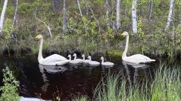 Yli-Ii–Kiiminki -välillä oli uskomaton näky! Kuva: JJ