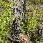 Mitä kesä on ilman oravia. Havainto ohikulkiessa Joloksen raitilta. Kuva: Merja Mettovaara, Ylikiiminki