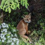 Ketunpoikanen kurkisteli metsän siimeksessä kesäkuussa. Kuva: Johanna Viitala, Kiiminki
