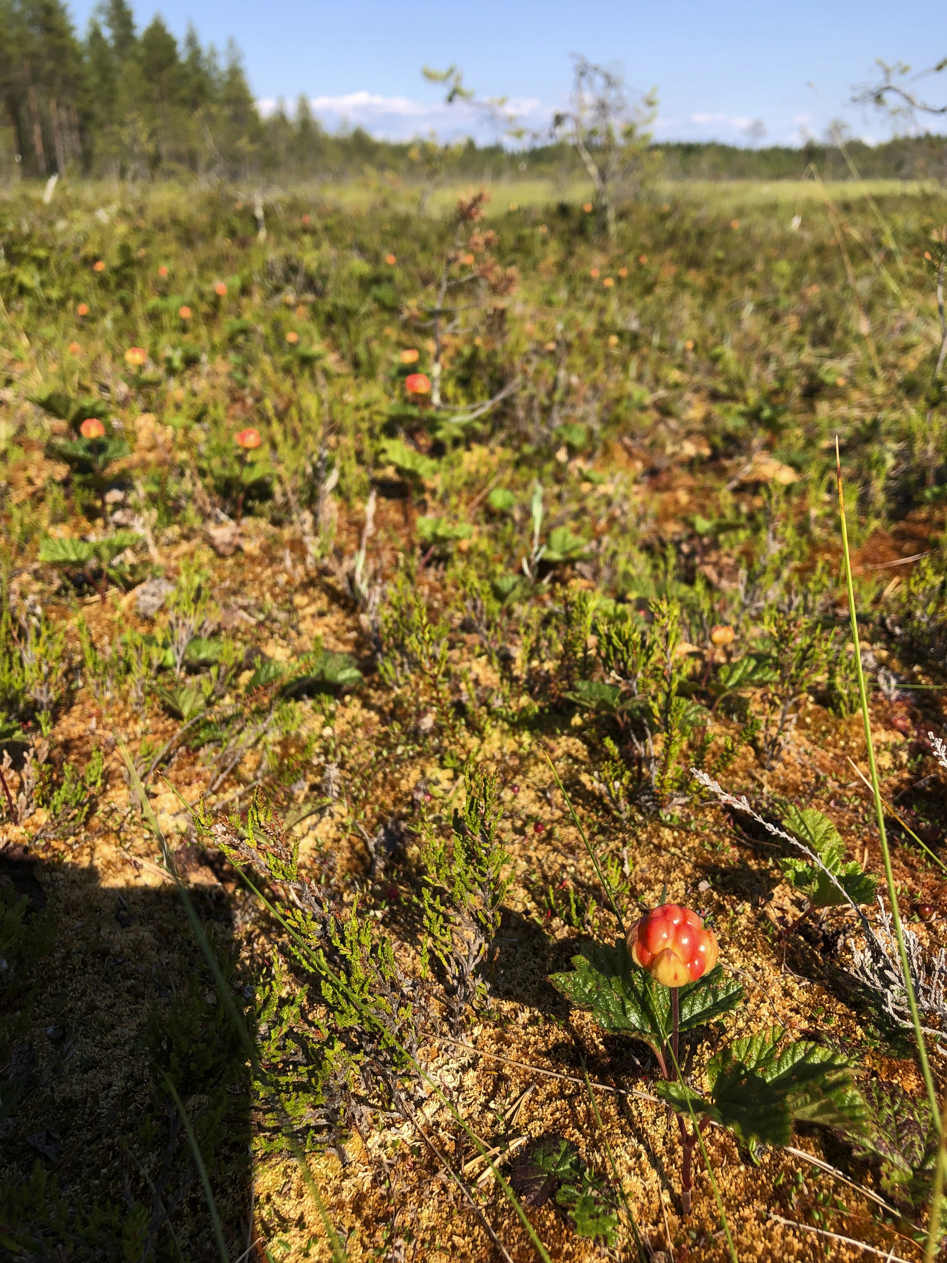 Nimimerkki Metsäammattilaisen lähettämästä kuvasta voi saada aavistuksen siitä, millainen hillatilanne on Iissä.
