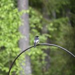 Kirjosieppo pariskunnalla on pesä pihapuussa. On kiva seurata lintujen touhuja. Kuva: Tarja Komulainen, Kiiminki