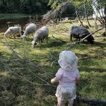 Pieni lammaspaimen Hiastinhaarassa. Kuva: Kesämuori
