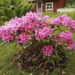 Vanhus vielä puhkesi kukkaan Viitakankaalla. Kuva: Lukija