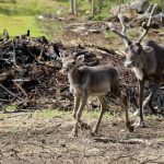 Esa Ukonmaanhon poroja ja lampaita pääsee hoitamaan paimenviikoille Metsähallituksen paimenviikkojen tapaan.