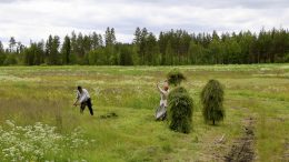 Heinäseipäät koristavat peltoja nykyään yhä harvemmin. Kuvat: Joni Nalli