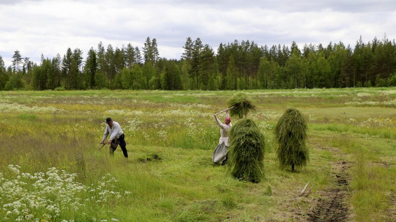 Heinäseipäät koristavat peltoja nykyään yhä harvemmin. Kuvat: Joni Nalli