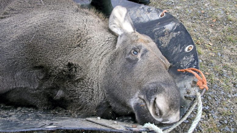 Iin seudulla saa kaataa tulevalla metsästyskaudella huomattavasti enemmän hirviä kuin viime kaudella. Kuva: Rantapohjan arkisto