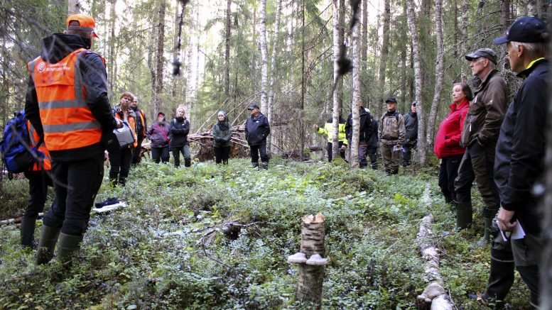 Suojeltu puronvarsi kasvaa rehevästi, ja toisaalta siellä on runsaasti sekä lahopuuta että pystyyn kuolleita tai kenollaan olevia runkoja. Ne kaikki lisäävät kuvion monimuotoisuutta. Metsää tutkailtiin kohteissa latvuksista aina aluskasvillisuuteen asti. Kuvat: Ritva Piri