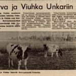 Kaksi hiehoa lähti syksyllä 1973 Kuivaniemen Koivuniemenkylästä kohti Unkaria. Virvan ja Viuhkan oli ostanut unkarilainen karjanostajaryhmä, joka vei Pohjois-Suomesta 150 hiehoa Unkariin. Kauppa liittyi Suomen ja Unkarin väliseen kauppasopimukseen. Rantapohja kertoi Virvasta ja Viuhkasta 27.9.1973.