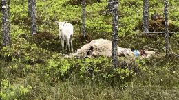 Useita vasoja on jäänyt orvoksi susien hyökkäysten vuoksi. Kuva: Jorma Oinas