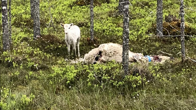 Useita vasoja on jäänyt orvoksi susien hyökkäysten vuoksi. Kuva: Jorma Oinas