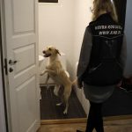 Aino Tuohimaan homekoira Tuittu haistaa kuvausta varten piilotetut homenäytteet nopeasti. Kuvat: Tuija Järvelä-Uusitalo