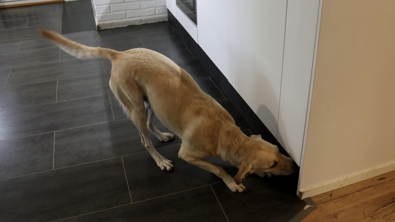 Tuittu ja muut homekoirat on koulutettu tunnistamaan noin kolmekymmentä yleisintä kosteusvaurioituneissa rakenteissa esiintyvää mikrobilajia sekä sädesieni.