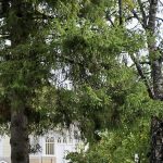 Pihapiirissä vanhat puut luovat arvokasta tunnelmaa.