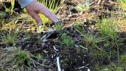 Metsänomistajat voivat hakea Suomen metsäkeskuksesta tukia erilaisiin metsätöihin. Arkistokuva