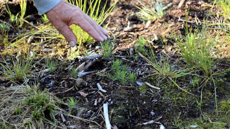 Metsänomistajat voivat hakea Suomen metsäkeskuksesta tukia erilaisiin metsätöihin. Arkistokuva
