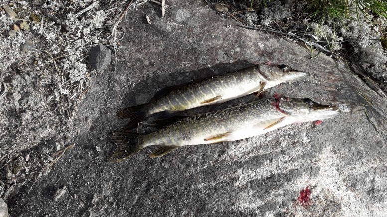 Liikuntapäivä on Isellan mielestä yksi Valtarin koulun hauskoista jutuista. 7E:n pojat nappasivat hurjan saaliin liikuntapäivänä.