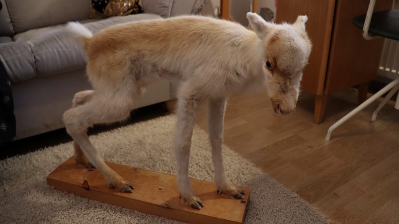 Taimi Höyhtyällä oli Oijärvellä poroja. Muistona siitä hänellä on kotonaan täytetty poronvasa. Kuva: Maaria Tuisku