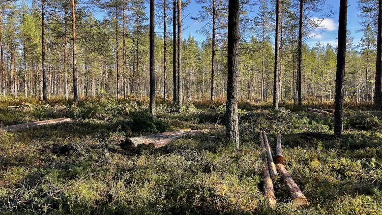 ODL:n säätiön metsässä Jäälin Laivakankaalla on käynnistynyt metsän harvennus, joka kestänee joulukuun alkuun saakka. Kuva: Teea Tunturi