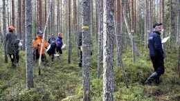 Leimaustehtävällä on metsätaitokisoissa iso merkitys, sillä numeroituja runkoja on metsän kilpakuviolle merkitty kaikkiaan seitsemänkymmentä kappaletta. Väärin poistettavaksi tai jätettäväksi merkitystä puusta saa miinuspisteitä, joten koko kisasuorituksen lopputulos riippuu isosti juuri leimauksen onnistumisesta. Kuva: Ritva Piri