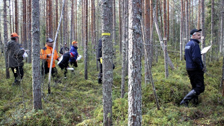 Leimaustehtävällä on metsätaitokisoissa iso merkitys, sillä numeroituja runkoja on metsän kilpakuviolle merkitty kaikkiaan seitsemänkymmentä kappaletta. Väärin poistettavaksi tai jätettäväksi merkitystä puusta saa miinuspisteitä, joten koko kisasuorituksen lopputulos riippuu isosti juuri leimauksen onnistumisesta. Kuva: Ritva Piri