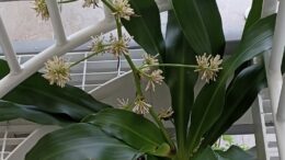 Tuoksutraakkipuu muistuttaa paljon jukkapalmua.