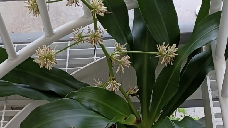 Tuoksutraakkipuu muistuttaa paljon jukkapalmua.