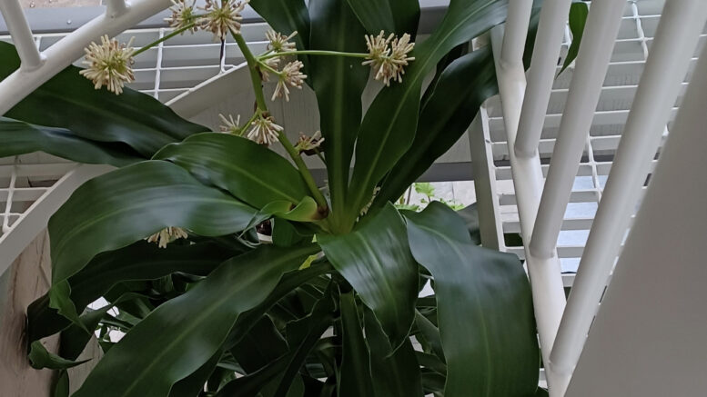 Kirsti Kauppilan jukkapalmu kasvaa huristaa vanhoilla päivillään vauhdilla ja intoutui kukkimaan ensimmäistä kertaa.