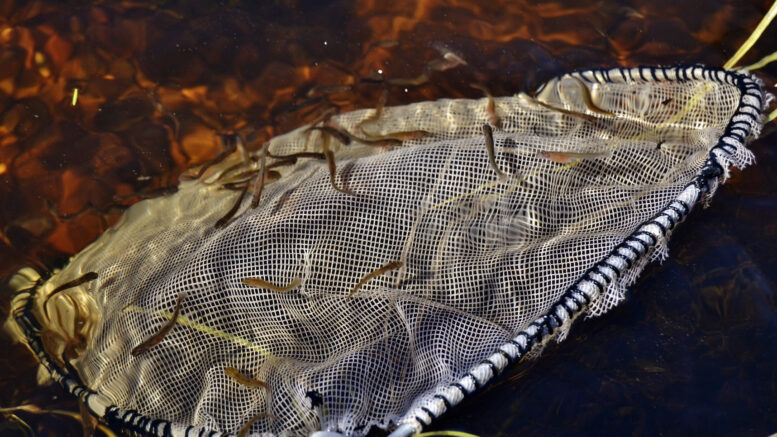 Meritaimenen vastakuoriutuneita poikasia. Kuva: Pohjois-Pohjanmaan liitto