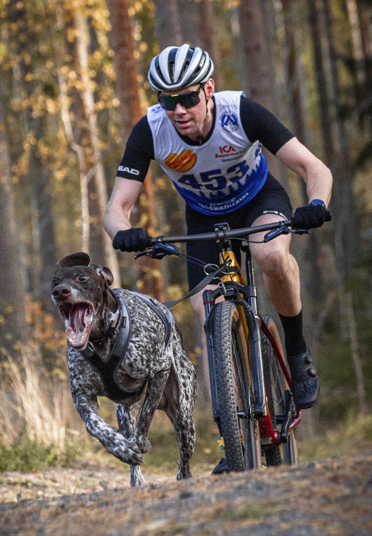 Taneli Pantsar ja Milo-koira kisasivat tasaisen varmasti Gävlessä. Kuva: Johanna Kempe.