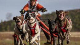 Neljän koiran kärryluokan Suomen mestaruuden vei nimiinsä Tiina Hakala valjakollaan HappyHound Remus, Rosvo, Romulus ja Rinsessa. Kuva: Kimmo Virkki