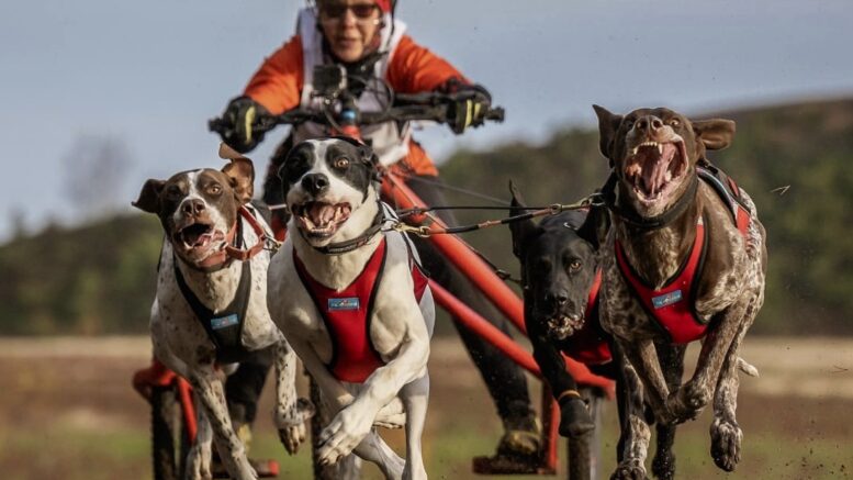 Neljän koiran kärryluokan Suomen mestaruuden vei nimiinsä Tiina Hakala valjakollaan HappyHound Remus, Rosvo, Romulus ja Rinsessa. Kuva: Kimmo Virkki