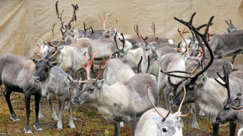 Luken suosituksessa todetaan, että on tärkeää määritellä paitsi tuulivoimalle soveltuvat, myös poronhoidolle keskeiset alueet, jonne ei voi rakentaa tuulivoimaa. Arkistokuva: Teea Tunturi
