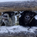 Kääpiövuohet tervehtivät kävijöitä Lepolan tilan kotieläinpihalla.