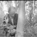 Särkijärven Pappa nylkee lusalla koivusta tuohinauhaa varoen, jottei sisäkuori eli nila vaurioituisi. Näin toimien koivu ei kuole, vaan tuottaa uuden ulkokuoren jo seitsemässä vuodessa. Pappa opasti korpisotureitamme tuohitöiden teossa Särkijärvellä Karjalankannaksella sotakesänä 1942. Kuva: SA-kuva.