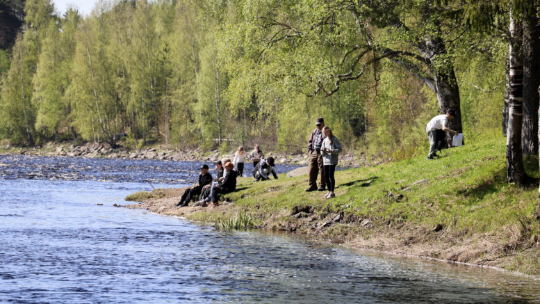 Kiiminkijoen alajuoksun koskiosuudella on tehty kunnostustoimia ja niitä halutaan jatkaa. Arkistokuva Asemakylältä Sämppikoskelta: Auli Haapala