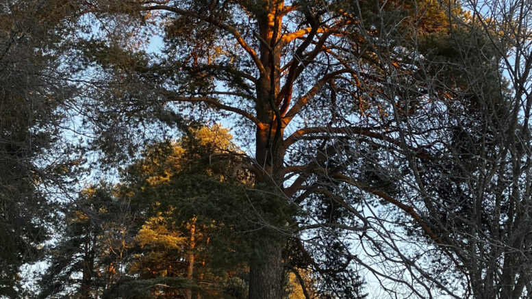 Simppulan alueella jykevästi seisova yli 250 vuotta vanha mänty on saanut suojelupäätöksen. Oikealla näkyvässä kaupungin omistamassa punaisessa rakennuksessa on viimeksi toiminut päiväkoti. Kuva: Auli Haapala