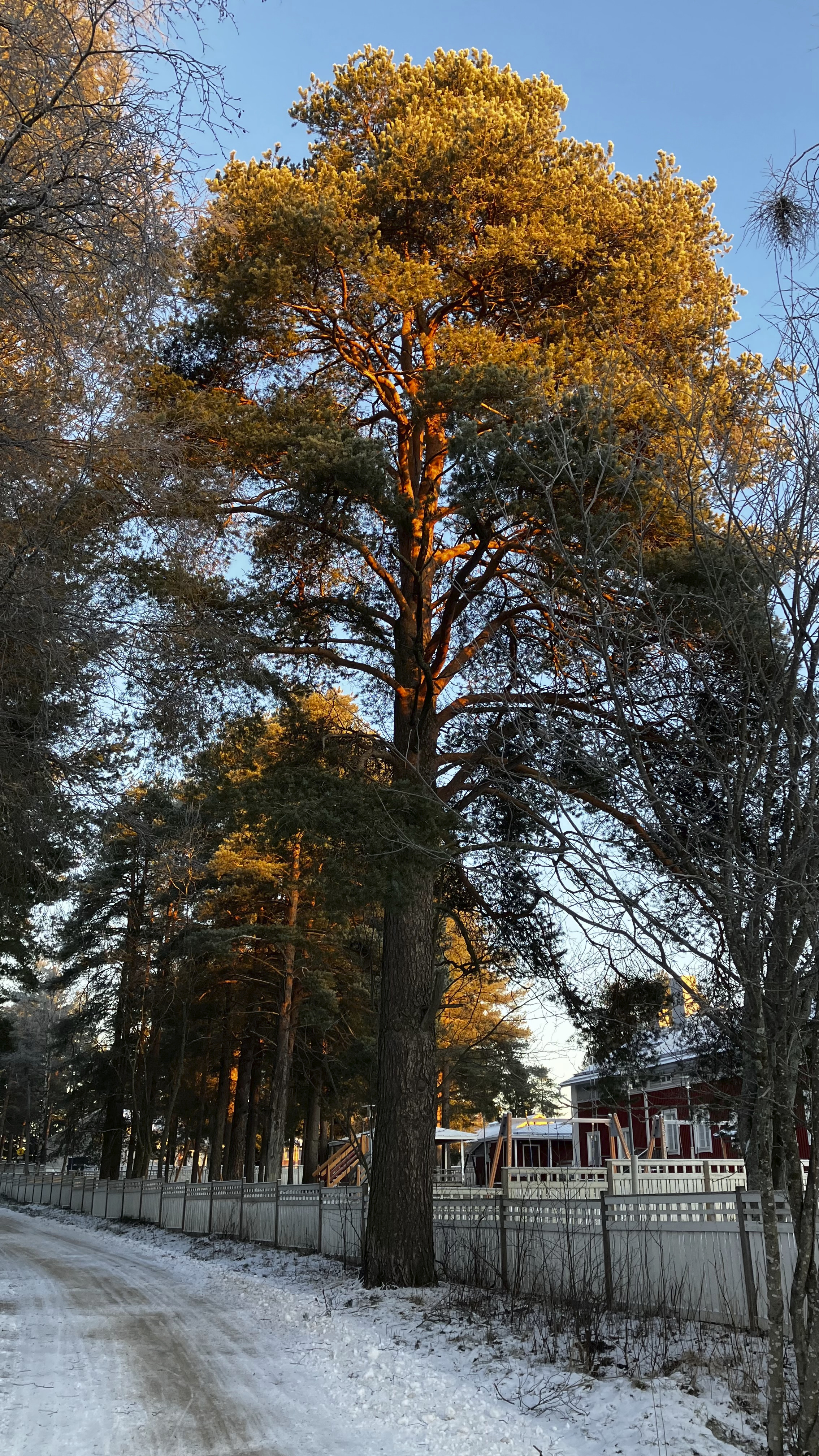 Simppulan alueella jykevästi seisova yli 250 vuotta vanha mänty on saanut suojelupäätöksen. Oikealla näkyvässä kaupungin omistamassa punaisessa rakennuksessa on viimeksi toiminut päiväkoti. Kuva: Auli Haapala