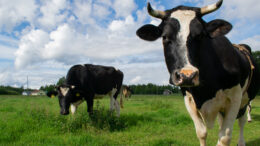 Navettainvestoinneista huolimatta lypsävien lehmien ja maidon määrä on Suomessa laskussa. Kuva: Rantapohjan arkisto