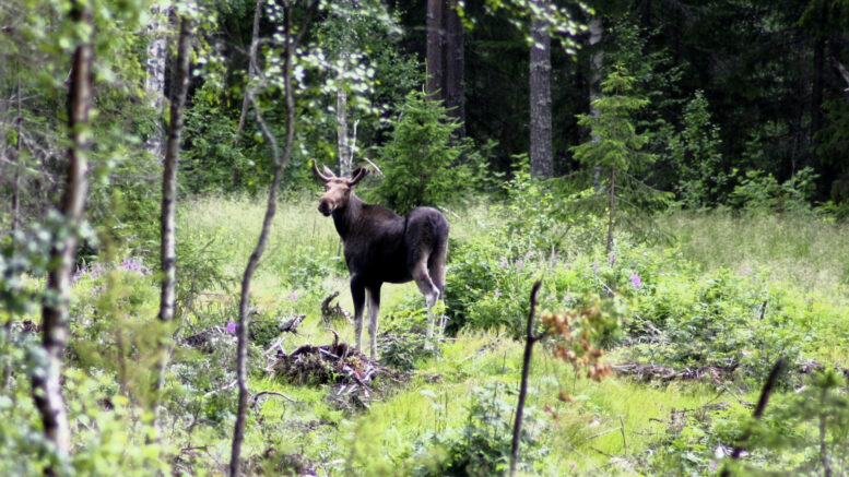 Keväällä ja kesällä hirvellä riittää syötävää yllin kyllin. Syksyllä eläin käyttää ravinnokseen paljon metsävarpuja, etenkin mustikkaa, ja talvisin ruokavalio koostuu puuvartisista kasveista, eniten männyn neulasista. Hirvivahinkoja voi ehkäistä muun muassa pitämällä taimikon kasvun alkuvaiheessa tavanomaista tiheämpänä sekä lisäämällä puulajien kirjoa. Kuva: Ismo Piri