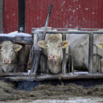 Isokokoiset charolaiset ovat luonteeltaan rauhallisia. Lähes kaikki Takalon tilan charolaiset ovat sarvettomia. Kuva: Tuija Järvelä-Uusitalo