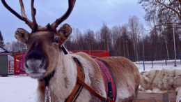 Mitä olisi kaukalopallotapahtuma Yli-Iissä ilman poroja? Kuva: Aappo Räihä