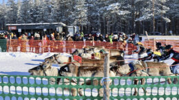 Porot ajajineen ampaisevat kisaradalle täyttä vauhtia. Yleisö seuraa jännityksellä nopeatempoista menoa. Kuvat: Teea Tunturi