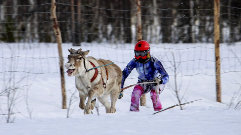 Nikama ja Sari Kettunen niittivät menestystä Poro Cupissa Sodankylässä. Kuva: Emilia Kynkäänniemi