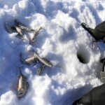 Saapa nähdä millaisia pilkkisaaliita Kellonmerestä nousee lauantaina.