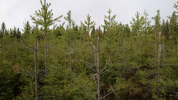 Hirvivahinkoja taimikossa. Kuva: Juho Kokkonen/Suomen metsäkeskus