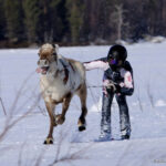 Yli-iiläinen, Kollajan paliskunnan porokuningas Ennin Eka ja ajajansa Lenni Kynkäänniemi. Kuva: Emilia Kynkäänniemi