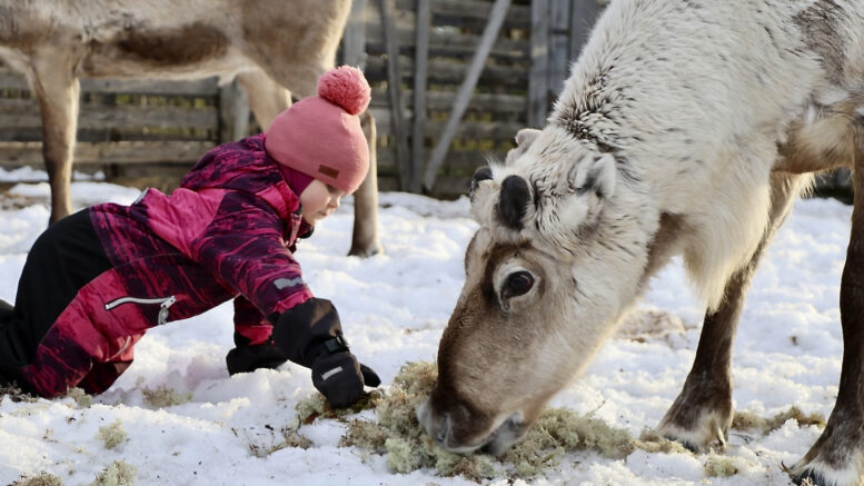 Porokuninkuus tuli jo toisena perättäisenä vuotena Yli-Iihin. Tällä kertaa voittoon juoksi nelivuotiaan Enni Kynkäänniemen kuusivuotias poro Ennin Eka. Parivaljakon taustajoukoille voitto ei tullut täytenä yllätyksenä, mutta kuninkuutta on jahdattu jo vuosikymmeniä. Nyt eri sukupolvien pitkäjänteinen ja määrätietoinen työ palkittiin.